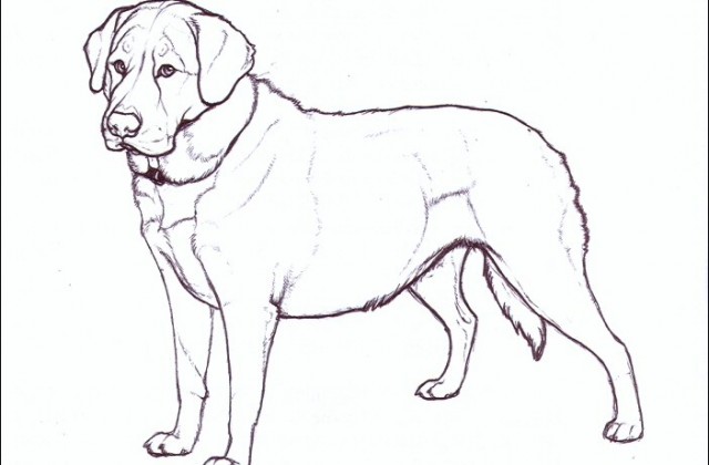 640x420 Tag For Line Drawings Of Puppies Dog Line Drawing Sled Art By