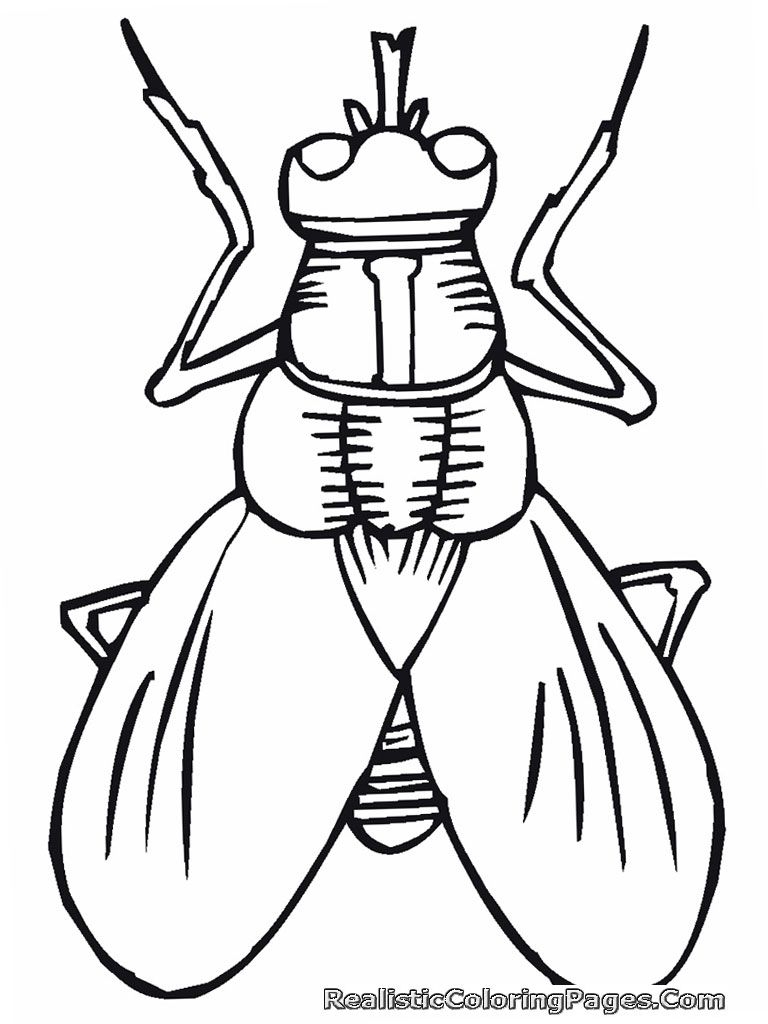 768x1024 Wasp Coloring Pages Collection Coloring For Kids 2018