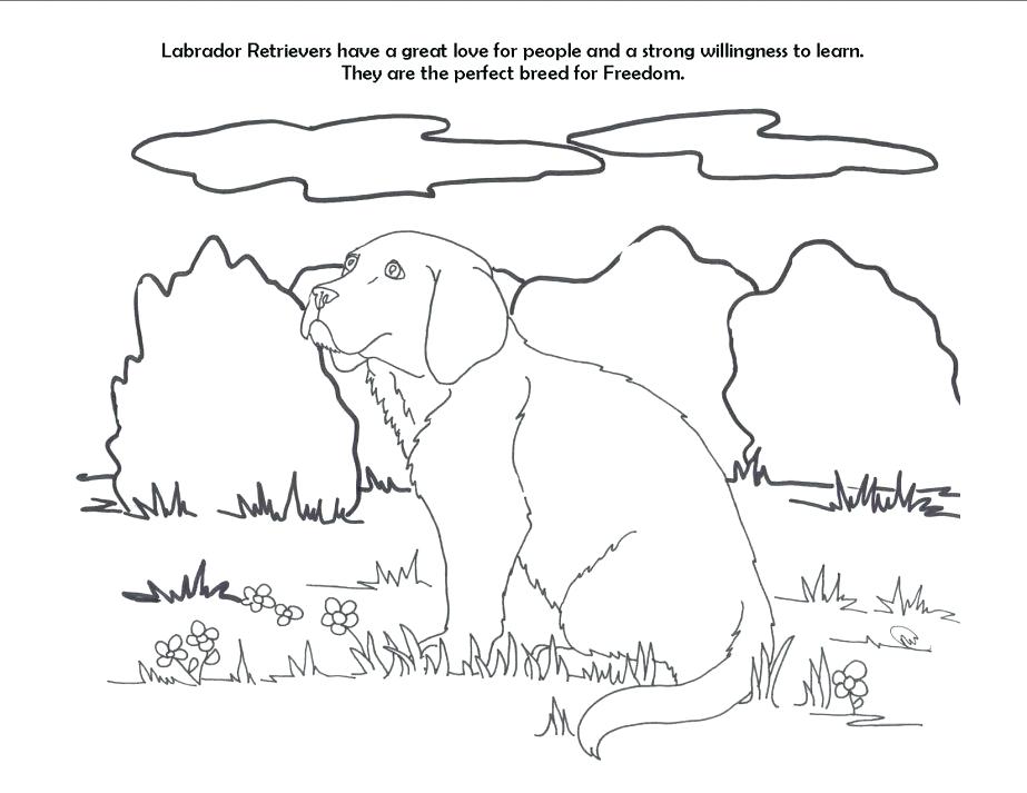 Labrador Coloring Pages Retriever Coloring Pages For Color Draw 923x713 Labrador Coloring Pages Retriever Coloring Pages For Color Draw