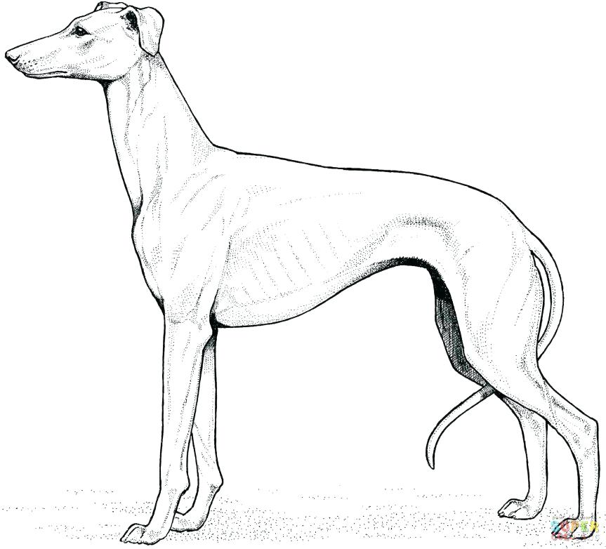 Labrador Coloring Page at GetColorings.com | Free printable colorings