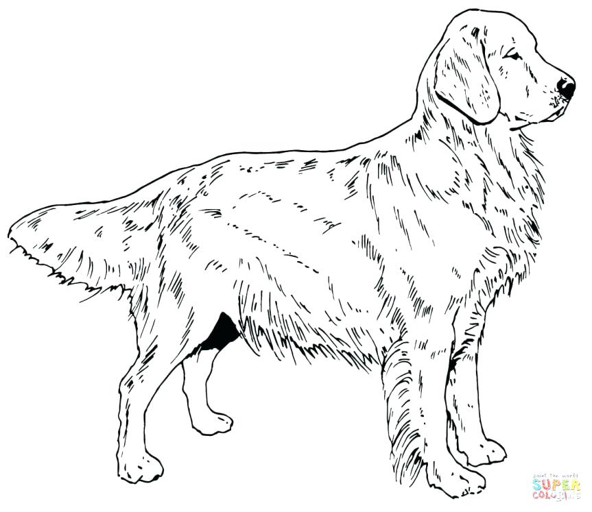 Labrador Retriever Coloring Pages Coloring Pages Golden Retriever 863x747 Labrador Retriever Coloring Pages Coloring Pages Golden Retriever
