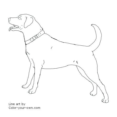 Labrador Retriever Coloring Pages Dog Retriever Coloring Page 500x500 Labrador Retriever Coloring Pages Dog Retriever Coloring Page