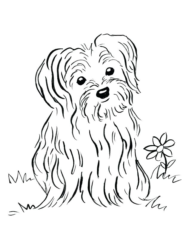Labrador Retriever Coloring Pages Gallery Of Golden Retriever 613x794 Labrador Retriever Coloring Pages Gallery Of Golden Retriever