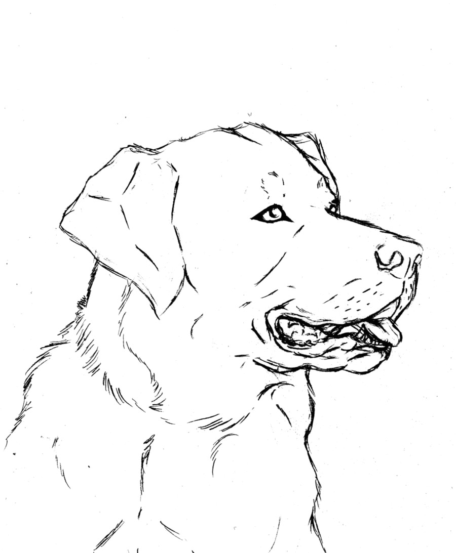 Labrador With Puppies Coloring Page Free Printable Pages 900x1093 Labrador With Puppies Coloring Page Free Printable Pages