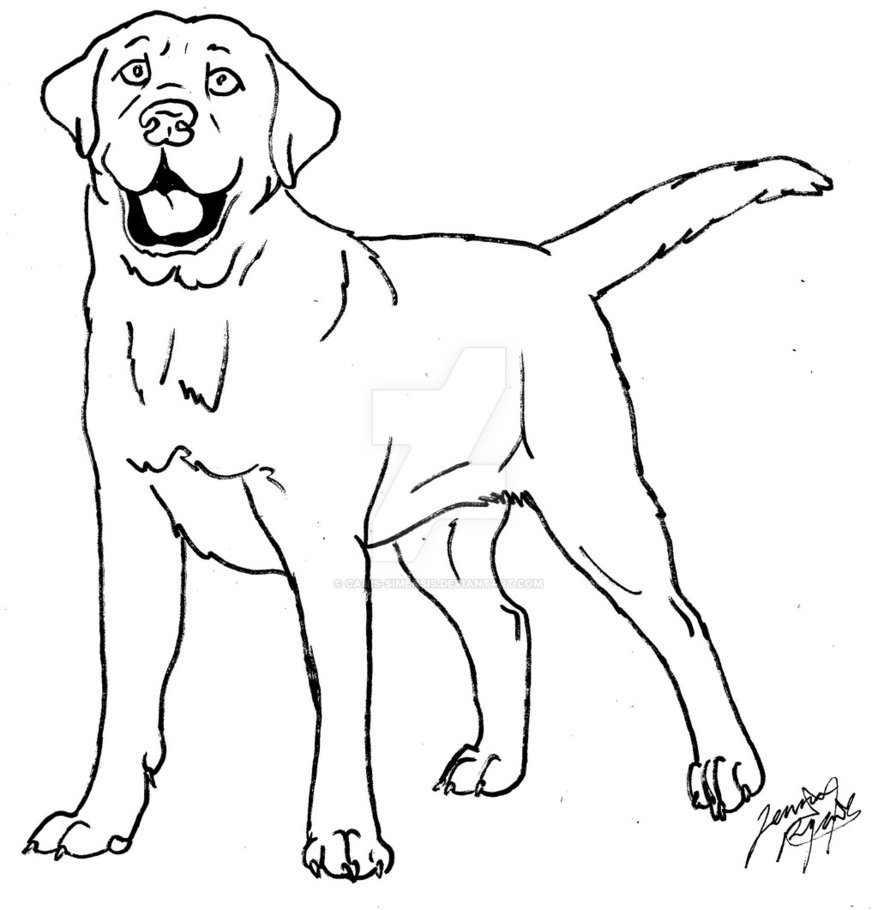Labrador Coloring Page By Canis Simensis 878x910 Labrador Coloring Page By Canis Simensis