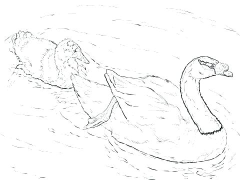 Black Lab Coloring Pages Lab Coloring Pages Dog Realistic Golden 480x360 Black Lab Coloring Pages Lab Coloring Pages Dog Realistic Golden