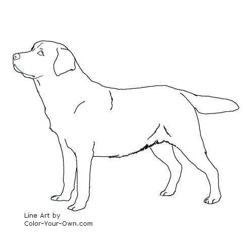 500x500 Labrador Retriever Coloring Pages Retriever Yellow Lab Dog