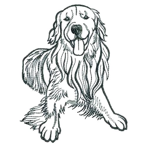 Labrador Retriever Coloring Pages Gallery Of Golden Retriever 500x500 Labrador Retriever Coloring Pages Gallery Of Golden Retriever