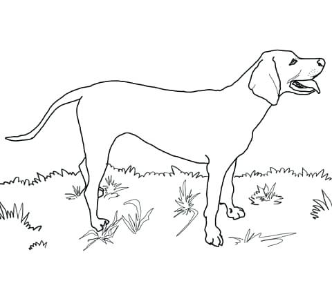 Labrador Retriever Coloring Pages Retriever Coloring Pages Plus 480x407 Labrador Retriever Coloring Pages Retriever Coloring Pages Plus