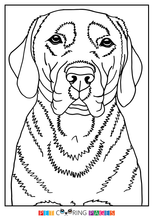Labrador Retriever Coloring Page Finja 500x711 Labrador Retriever Coloring Page Finja