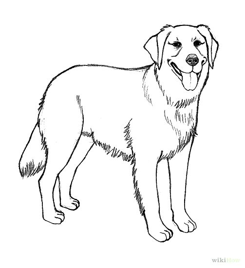 Labrador Retriever Coloring Pages Drawn Golden Retriever Labrador 503x549 Labrador Retriever Coloring Pages Drawn Golden Retriever Labrador