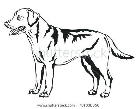 Labrador Retriever Coloring Pages Retriever Coloring Page Labrador 450x358 Labrador Retriever Coloring Pages Retriever Coloring Page Labrador