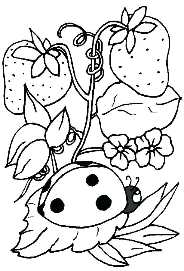 612x900 Lady Bug Coloring Page Ladybug Coloring Pages Ladybug Coloring