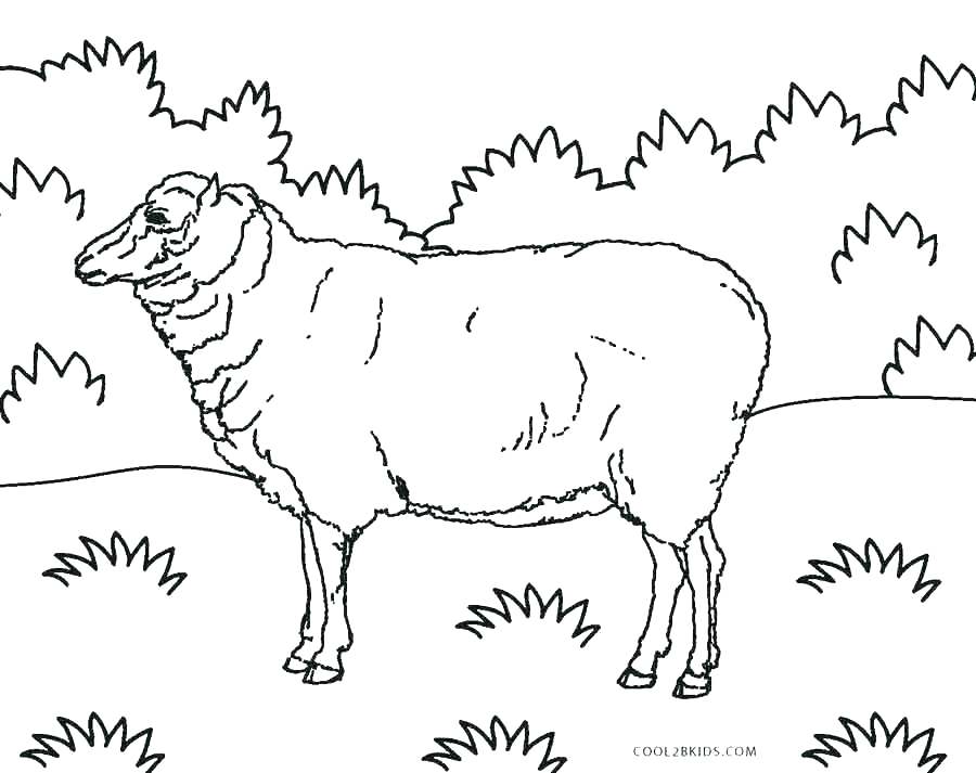 900x713 Coloring Page Lamb Coloring Page Of Sheep The Lost Sheep Coloring