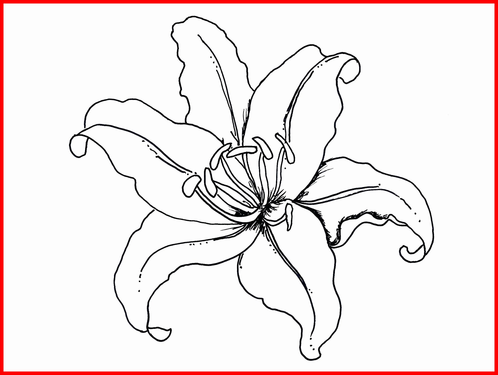Stunning Lovely Of Exotic Flower Coloring Pages Pic For Trend 2027x1528 Stunning Lovely Of Exotic Flower Coloring Pages Pic For Trend