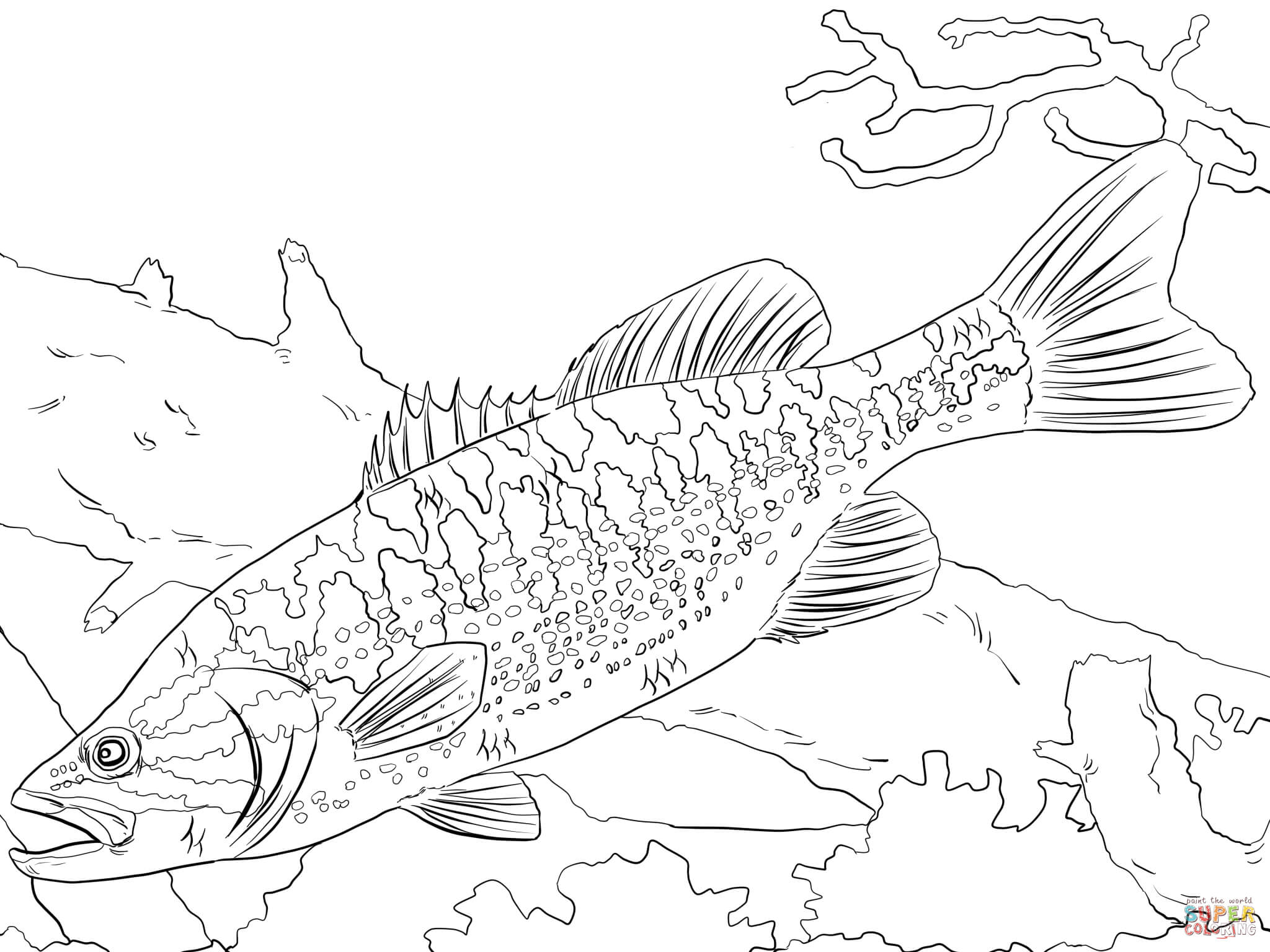 Bass Fish Coloring Pages 2048x1536 Bass Fish Coloring Pages
