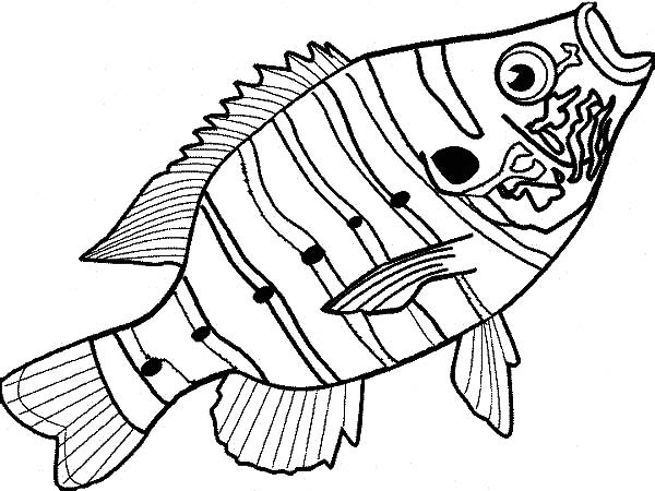 Delicious Bass Fish Coloring Pages Best Place To Color 600x450 Delicious Bass Fish Coloring Pages Best Place To Color