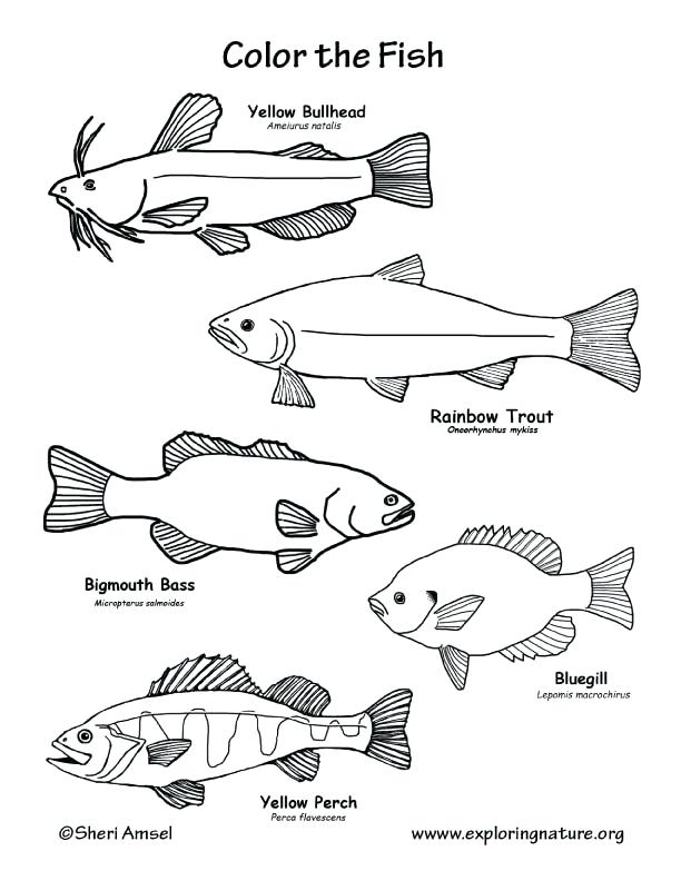 Fish Coloring Pages 612x792 Fish Coloring Pages