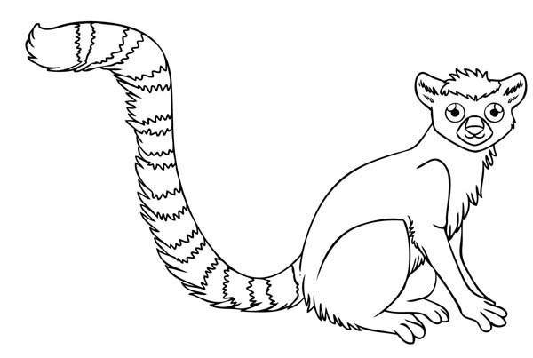Ring Tailed Lemur Coloring Pages 600x403 Ring Tailed Lemur Coloring Pages