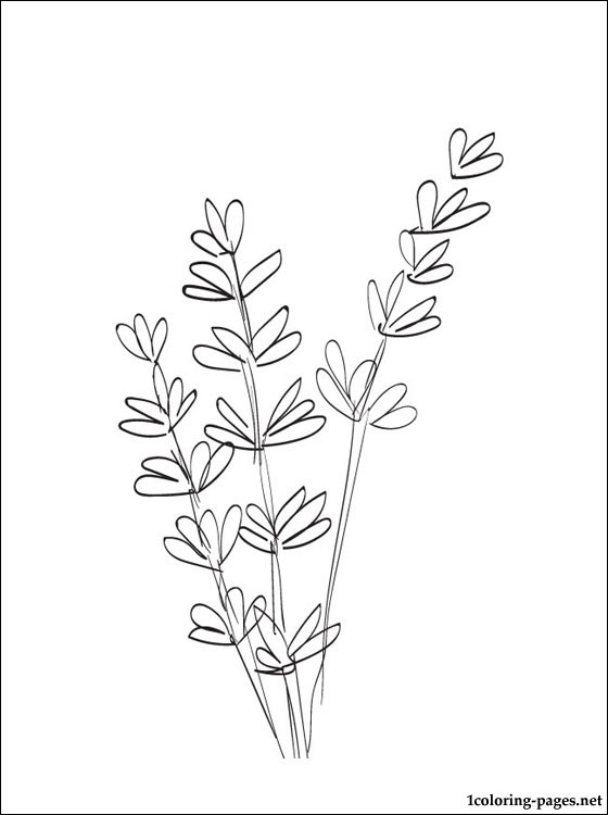 560x750 Lavender Coloring And Printable Page Coloring Pages
