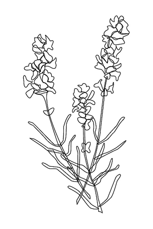 600x901 Awesome Lavender Flower Coloring Pages