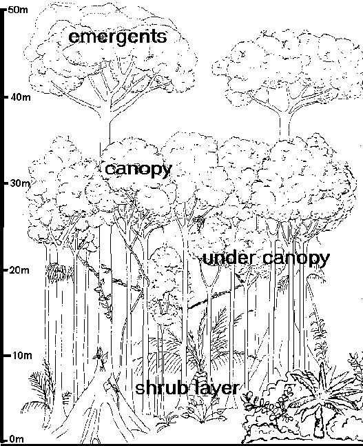38 Best Rain Forest Images On Coloring Pages, Birds 527x647 38 Best Rain Forest Images On Coloring Pages, Birds