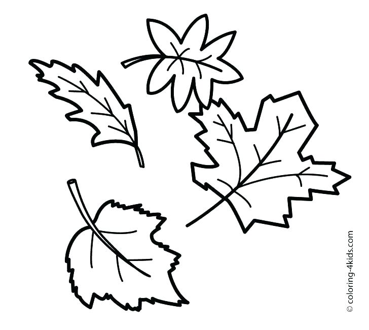 728x650 Leaf Coloring Pages Leaf Color Pages Maple Leafs Coloring Pages