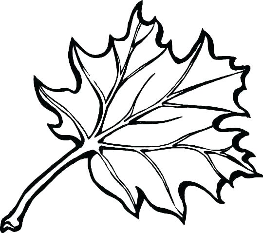 540x478 Leaf Coloring Pages Printable Coloring Pages Of Leaves Leaves