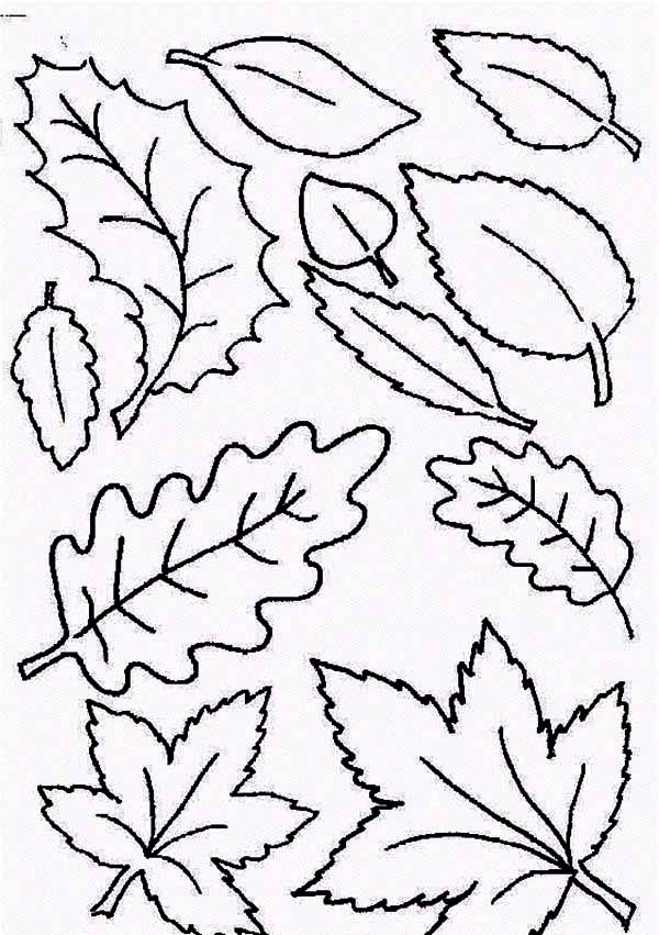 600x851 Type Of Autumn Leaf Coloring Page