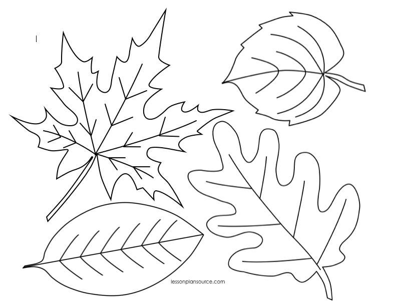 791x611 Autumn Leaves Coloring Page