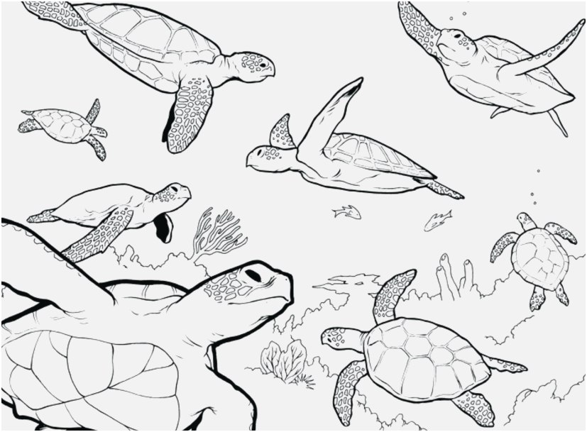 827x609 The Perfect Pic Sea Turtle Coloring Page New