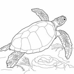 236x236 Free Animal Coloring Pages For Adults This Leatherback Sea