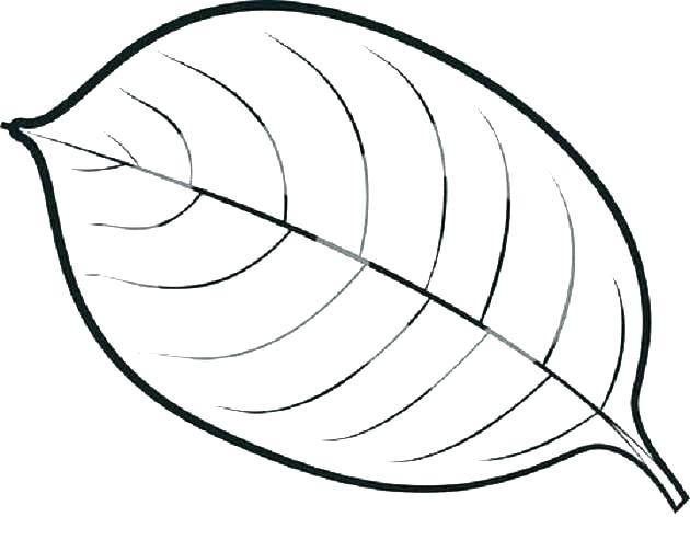 630x493 Fall Leaves Coloring Pages Leaf Color Pages Autumn Fall Foliage