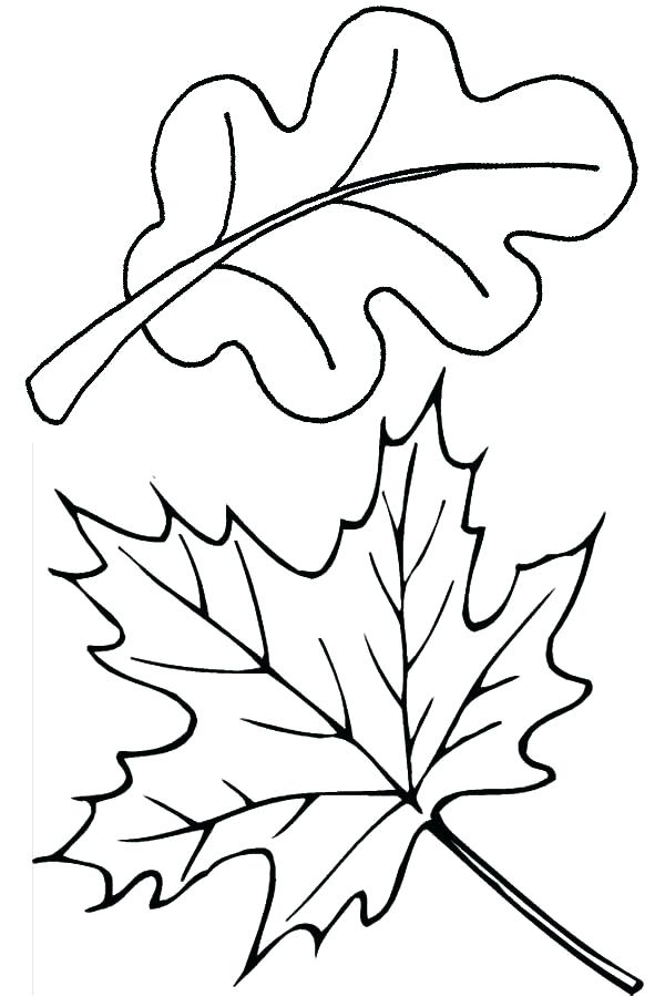 600x900 Leaf Coloring Pages Printable Printable Leaves Coloring Pages
