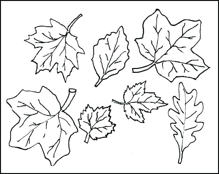 700x555 Coloring Page Leaf Coloring Pages Leaves Leaf Coloring Pages