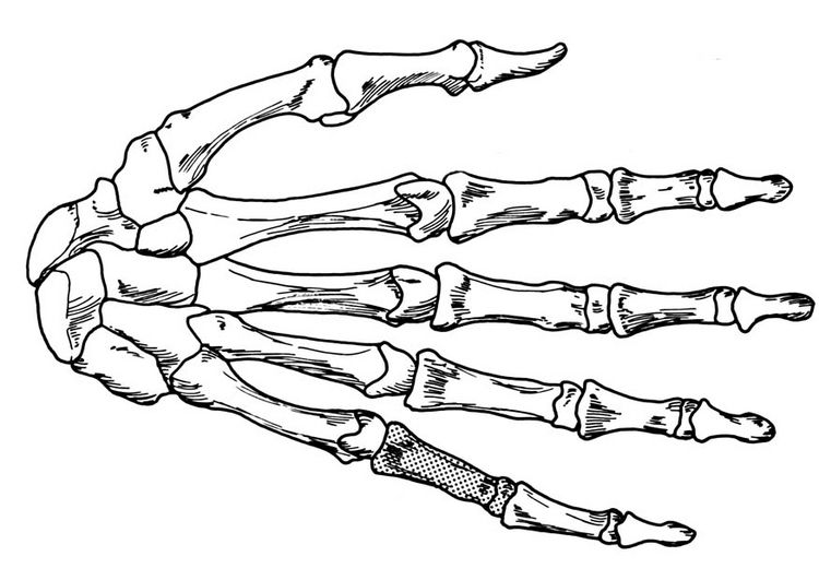 750x531 Skeleton Hand Coloring Page Hand