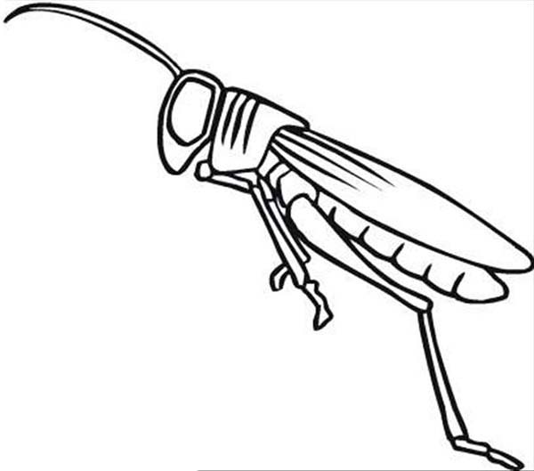 Grasshopper With Long Leg Coloring Page 600x529 Grasshopper With Long Leg Coloring Page