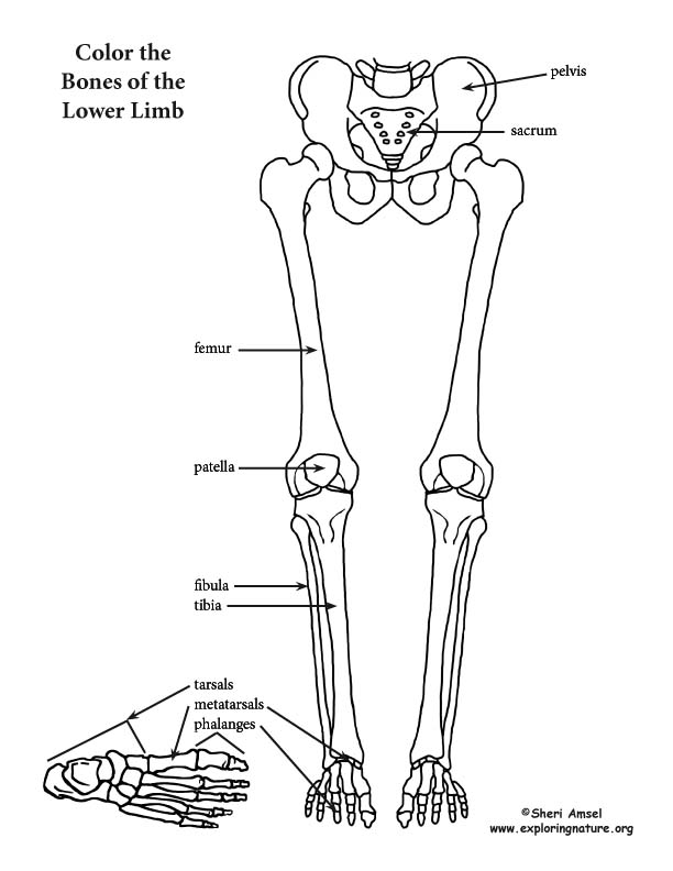 Lower Limb (Thigh, Leg And Foot) Coloring Page 612x792 Lower Limb (Thigh, Leg And Foot) Coloring Page