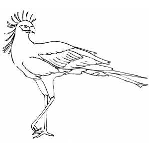 Secretary Bird On One Leg Coloring Page 300x300 Secretary Bird On One Leg Coloring Page