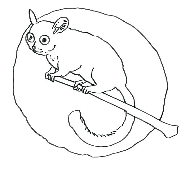 600x600 Lemur Coloring Page Free Coloring Ring Tailed Lemur Coloring Pages