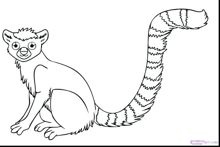 728x488 Animals Coloring Pages Jungle Page Printable Free Coloring Lemur