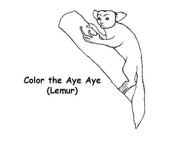 600x464 Lemur Coloring Page Lemur Coloring Page Lemur Coloring Page Lemur