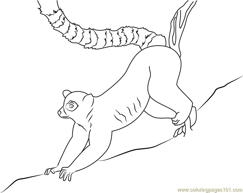 800x634 Lemur Coloring Pages