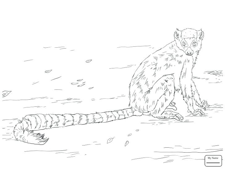 728x546 Mouse Lemur Coloring Page Lemur Coloring Page Lemur Coloring Page