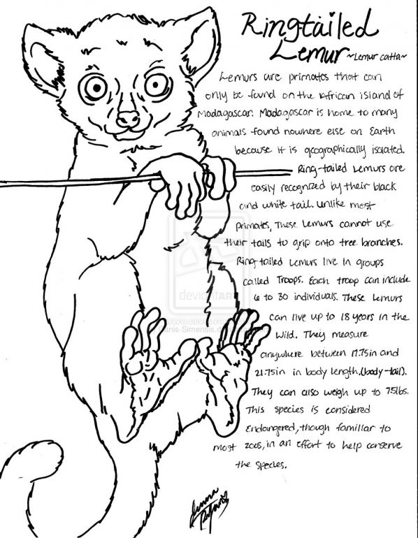 598x770 Ring Tailed Lemur Coloring Page Wild Kratts Bday Party