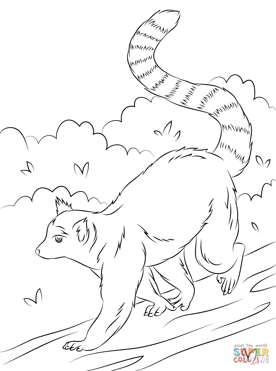 895x1200 Cute Ring Tailed Lemur Coloring Page Free Printable Coloring