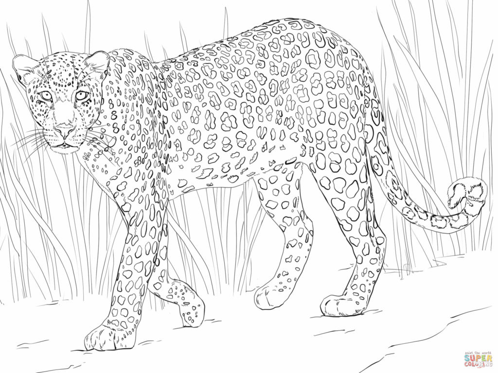 1024x768 Leopard Coloring Pages Get Bubbles