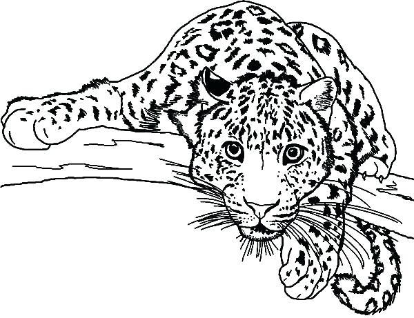 600x461 Snow Leopard Coloring Pages Lurker Leopard Coloring Pages