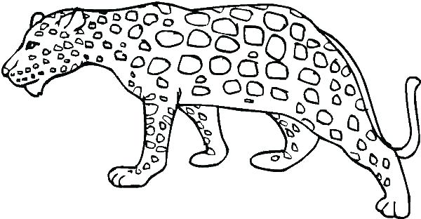 600x312 Snow Leopard Coloring Pages Snow Leopard Coloring Pages Leopard