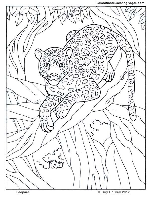 612x792 Leopard Jungle Colouring Pages